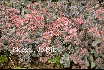 Sedum cyaneum 'Sachalin' (72727)