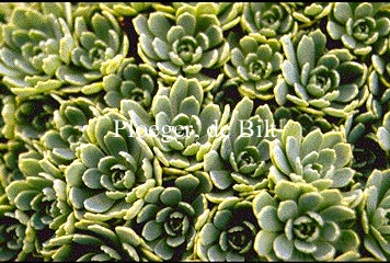 Sedum pachyclados