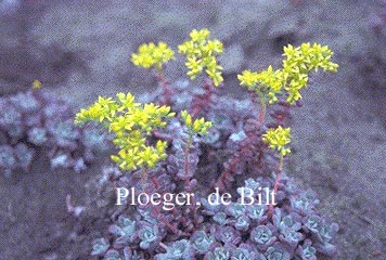 Sedum spathulifolium 'Purpureum'