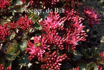 Sedum spurium 'Fuldaglut'