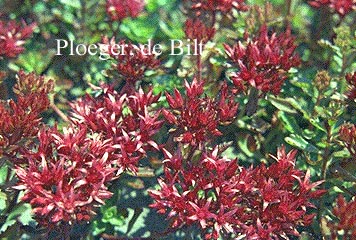 Sedum spurium 'Schorbusser Blut'