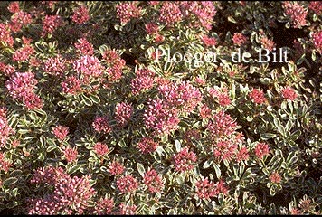 Sedum spurium 'Variegatum'