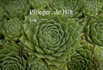 Sempervivum 'Smaragd' (72770)