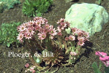 Sempervivum arachnoideum