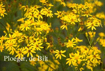 Senecio doria