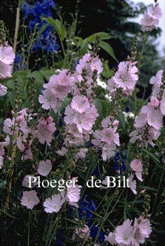 Sidalcea 'Elsie Heugh'