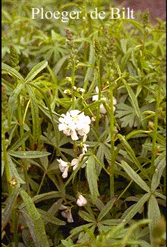 Sidalcea candida