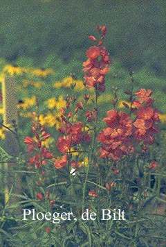 Sidalcea oregana 'Brilliant'