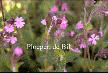 Silene dioica