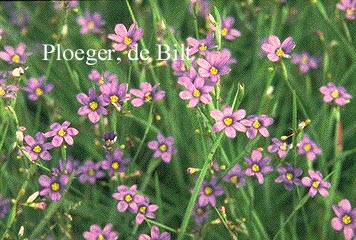 Sisyrinchium angustifolium