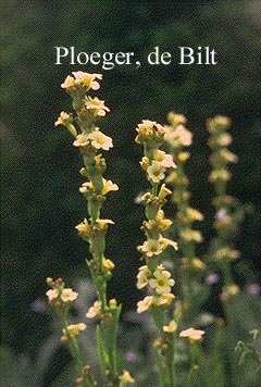 Sisyrinchium striatum