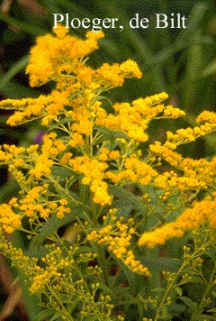 Solidago 'Golden Mosa'