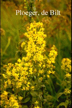 Solidago virgaurea