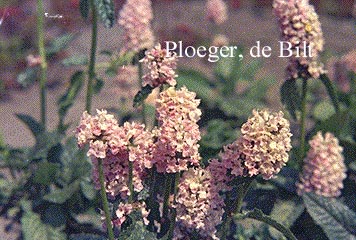 Stachys macrantha 'Rosea'