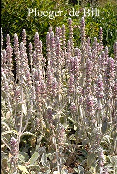 Stachys byzantina