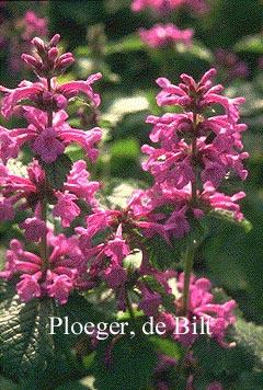 Stachys macrantha 'Superba'