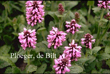 Stachys monnieri