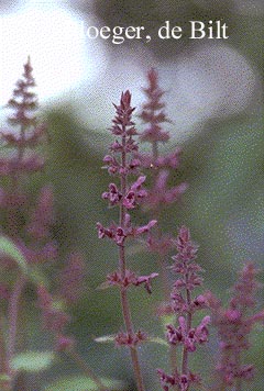 Stachys sylvatica