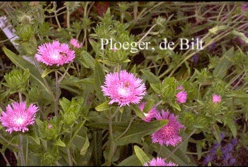 Stokesia laevis