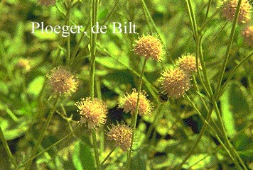 Succisa pratensis