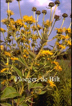 Telekia speciosa