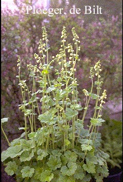 Tellima grandiflora