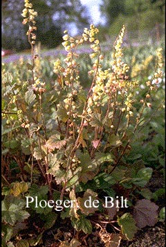 Tellima grandiflora 'Rubra'