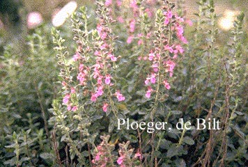 Teucrium lucidrys