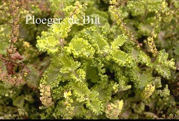 Teucrium scorodonia 'Crispum'