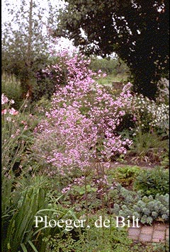 Thalictrum delavayi