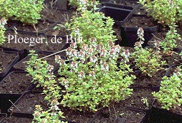 Thymus 'Doone Valley'