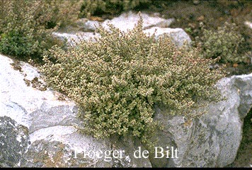 Thymus citriodorus 'Silver Queen'