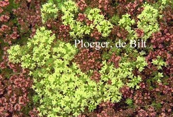 Thymus praecox 'Albiflorus'