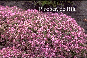 Thymus praecox 'Hall's Variety'