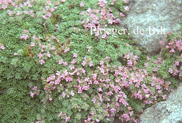 Thymus praecox 'Minor'