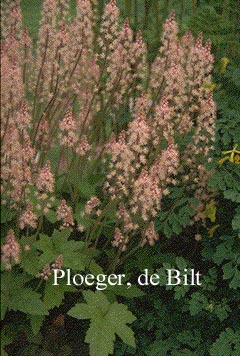 Tiarella cordifolia