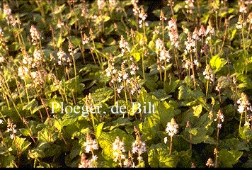 Tiarella wherryi