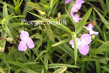 Tradescantia andersoniana 'J.C. Weguelin'