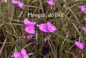 Tradescantia andersoniana 'Rubra'