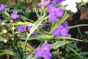 Tradescantia andersoniana 'Zwanenburg Blue'