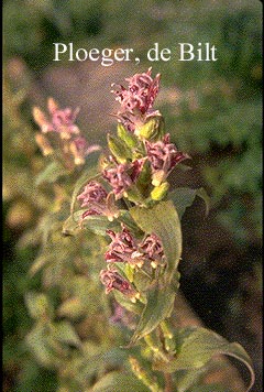 Tricyrtis hirta