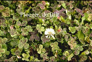 Trifolium repens 'Pentaphyllum'