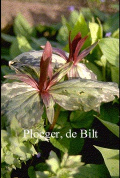 Trillium sessile