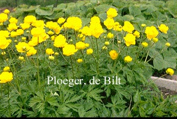 Trollius 'Lemon Queen'