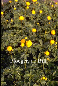 Trollius 'Orange Princess'