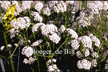 Valeriana officinalis