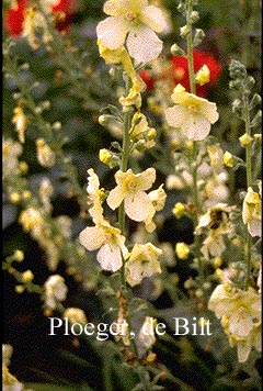 Verbascum 'Gainsborough'