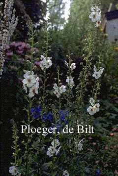 Verbascum blattaria 'Albiflorum'