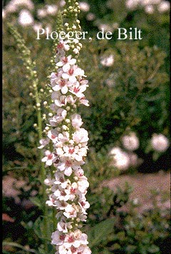 Verbascum chaixii 'Album'