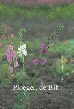 Verbascum phoeniceum